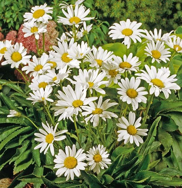 Leucanthemum 'Alaska' Leucanthemum 'Alaska'
