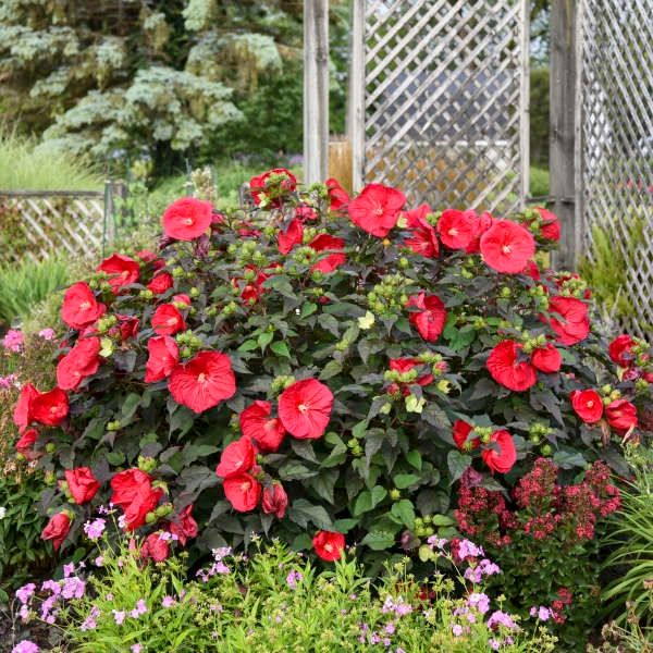 Hibiscus Mars Madness COMING SOON Hibiscus Mars Madness COMING SOON