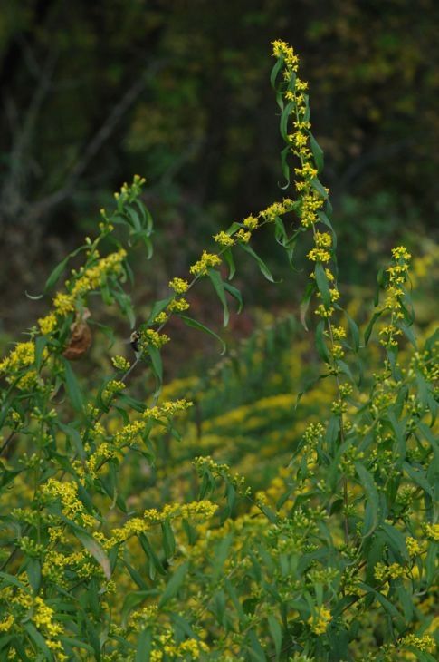 Solidago Caesia (Blue stemmed Goldenrod) Solidago Caesia (Blue stemmed Goldenrod)