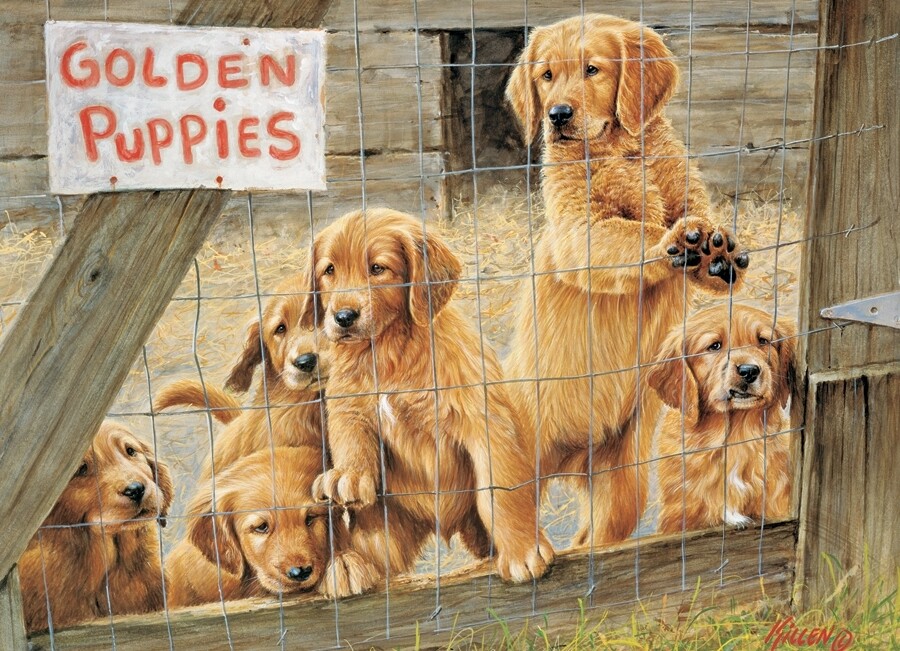 Golden Puppies - 1000 Piece Cobble Hill Puzzle