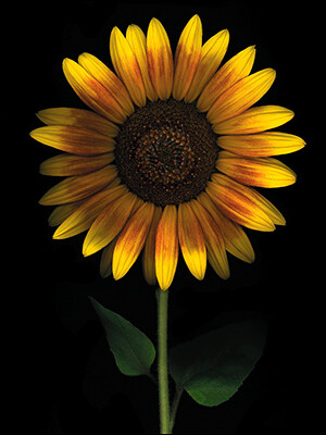 Birthday - Sunflower