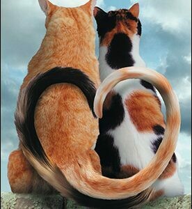 Anniversary - Two Cats Tails Forming a Heart