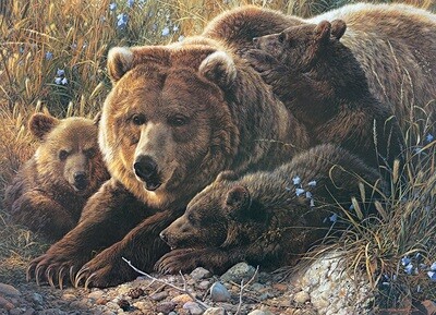 Grizzly Family - Family Pieces - 350 Piece Cobble Hill Puzzle