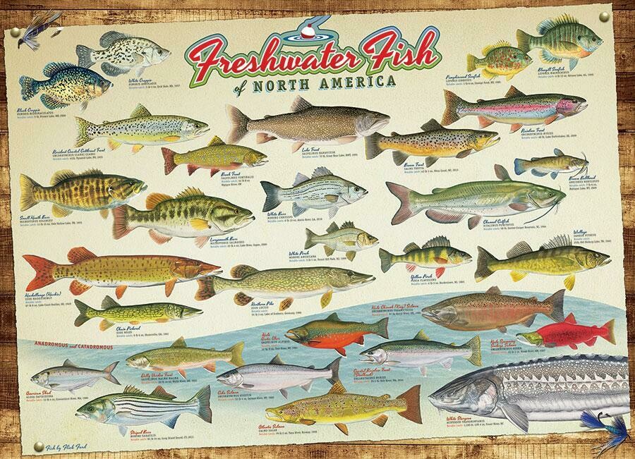 Freshwater Fish of North America - 1000 Piece Cobble Hill Puzzle
