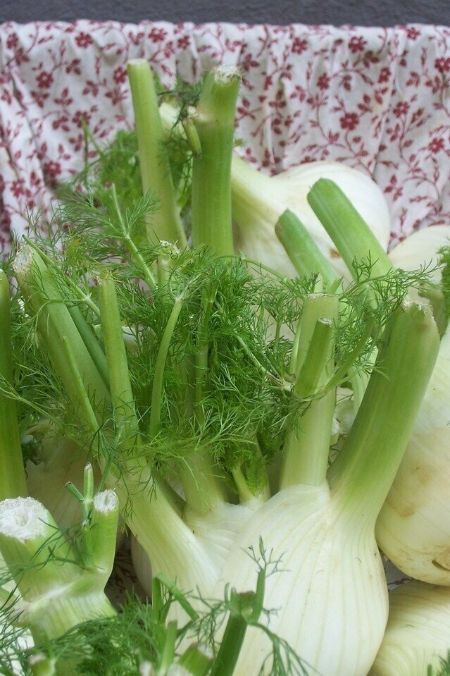 Fennel Bulb (each)