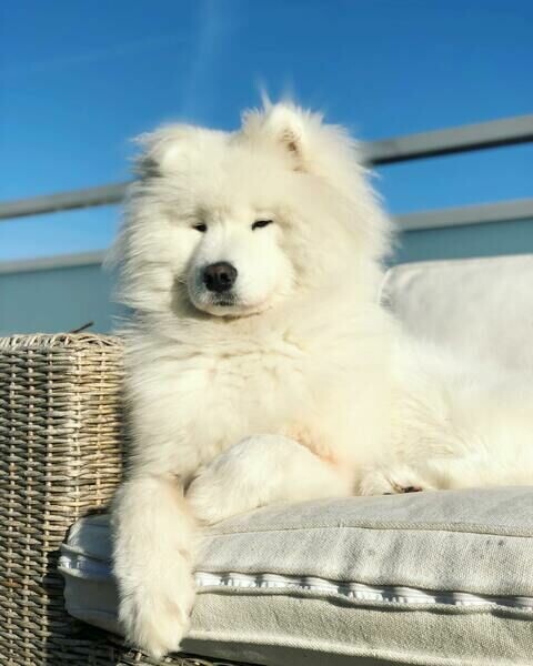 Exceptional Puppies
