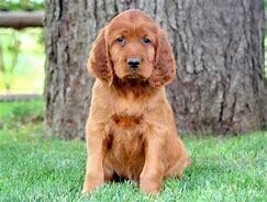 Irish setter