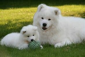 Samoyed puppy
