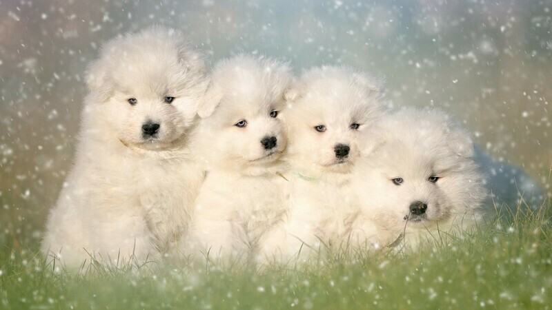 Samoyed puppy