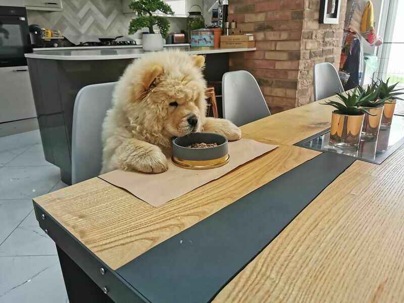Chow Chow