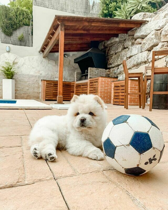 Chow Chow (White)