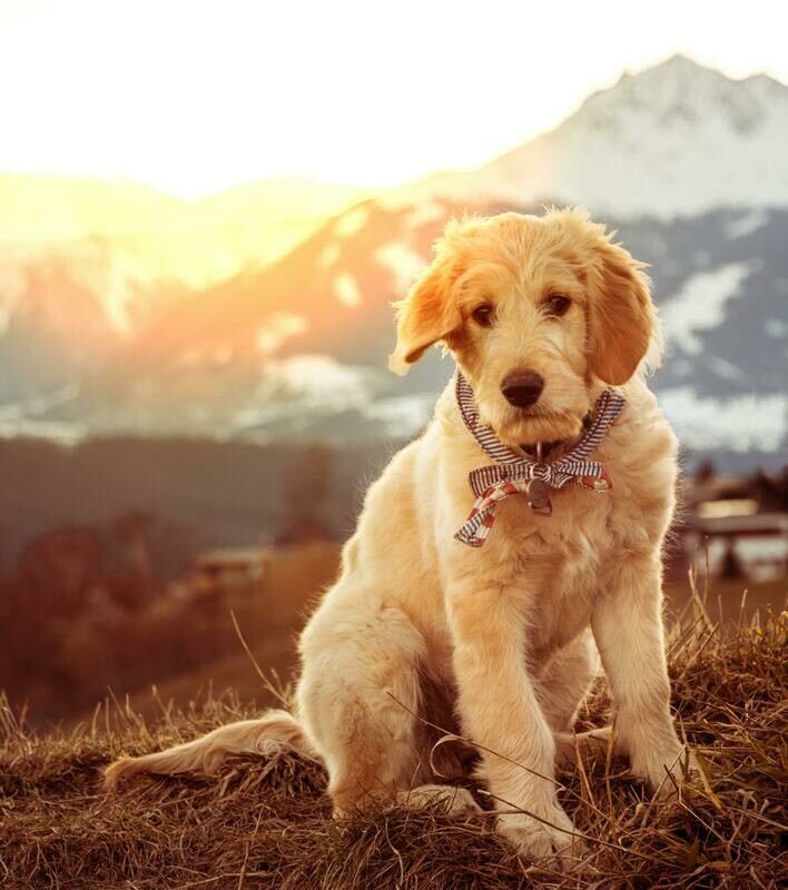 retriever (Brown, white)