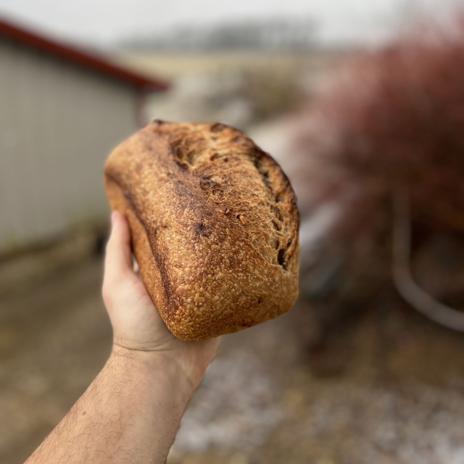Sourdough Pullman, Einkorn - 2 lb