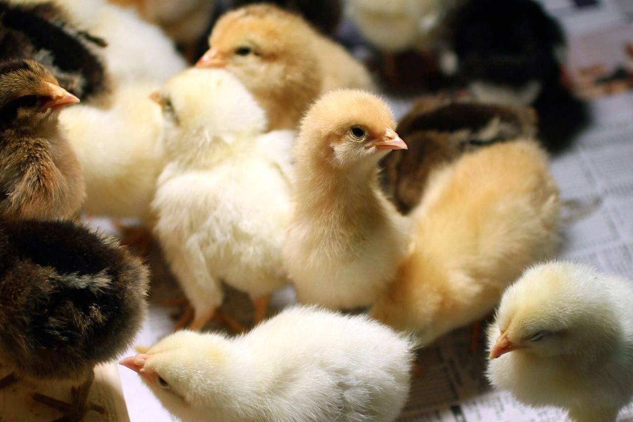 Baby chicks