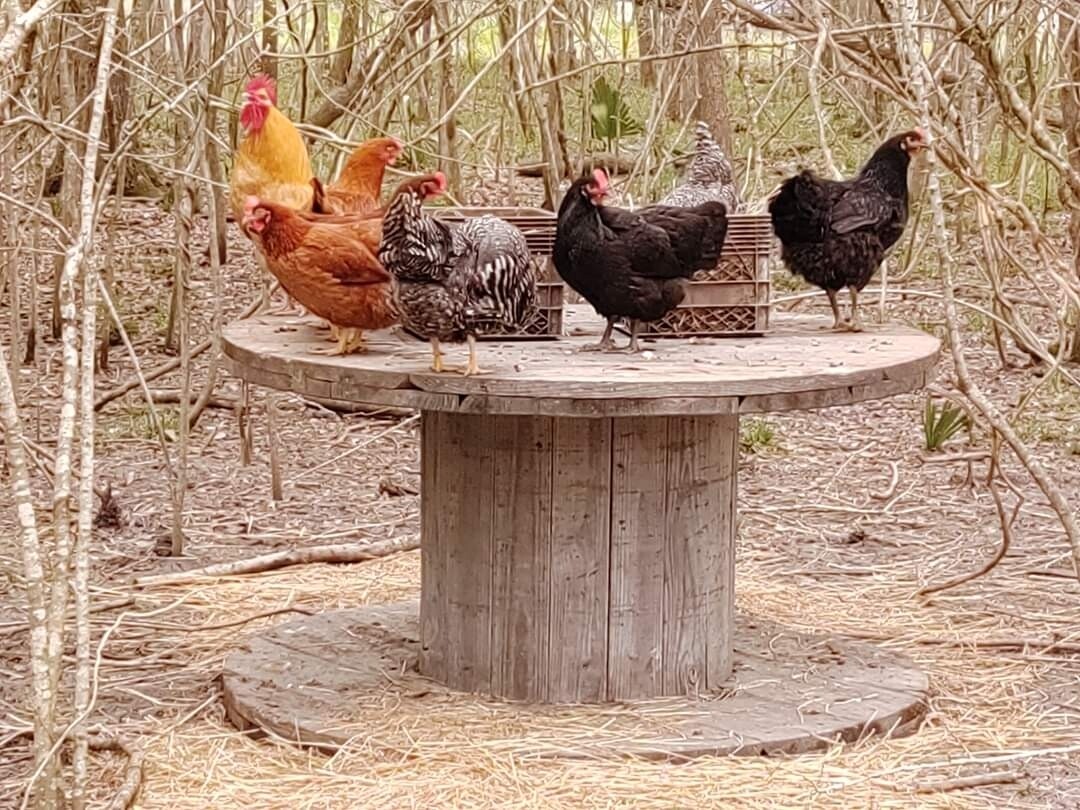TRULY free range farm fresh eggs (dozen)