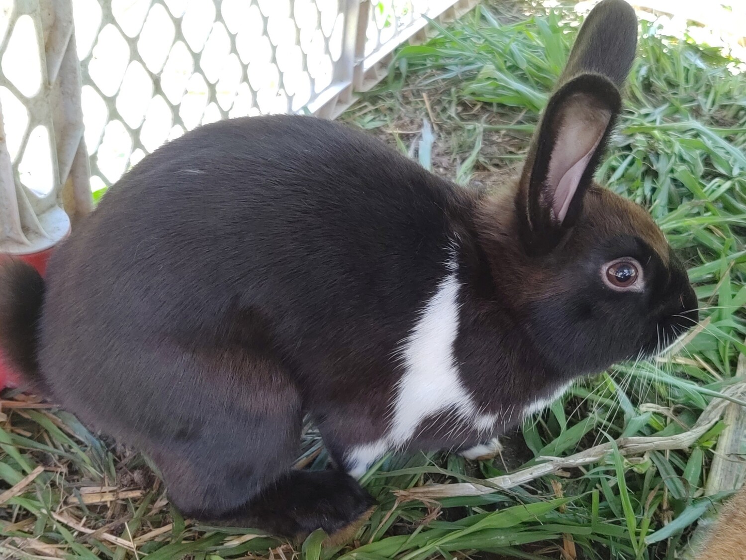 Live rabbits