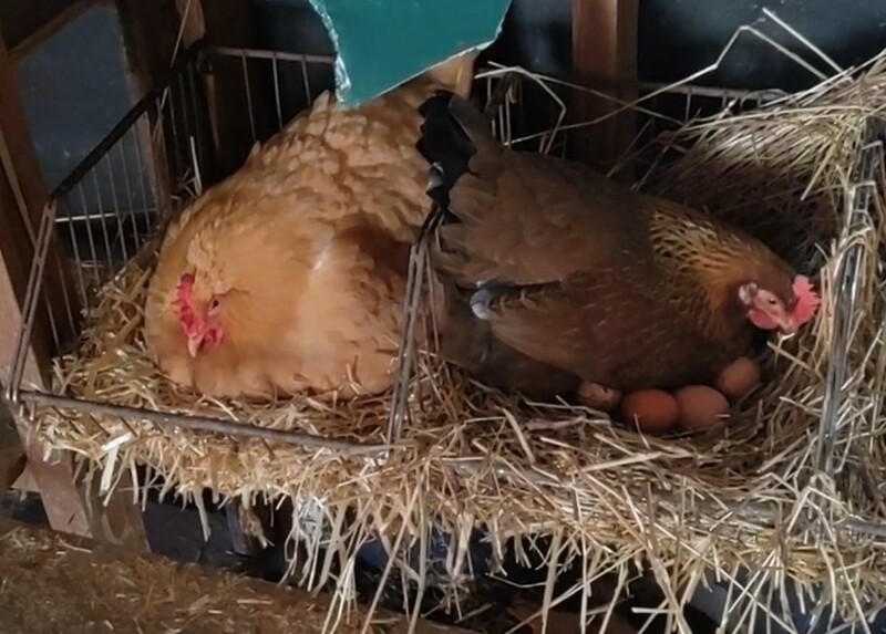 Hatching eggs (dozen)