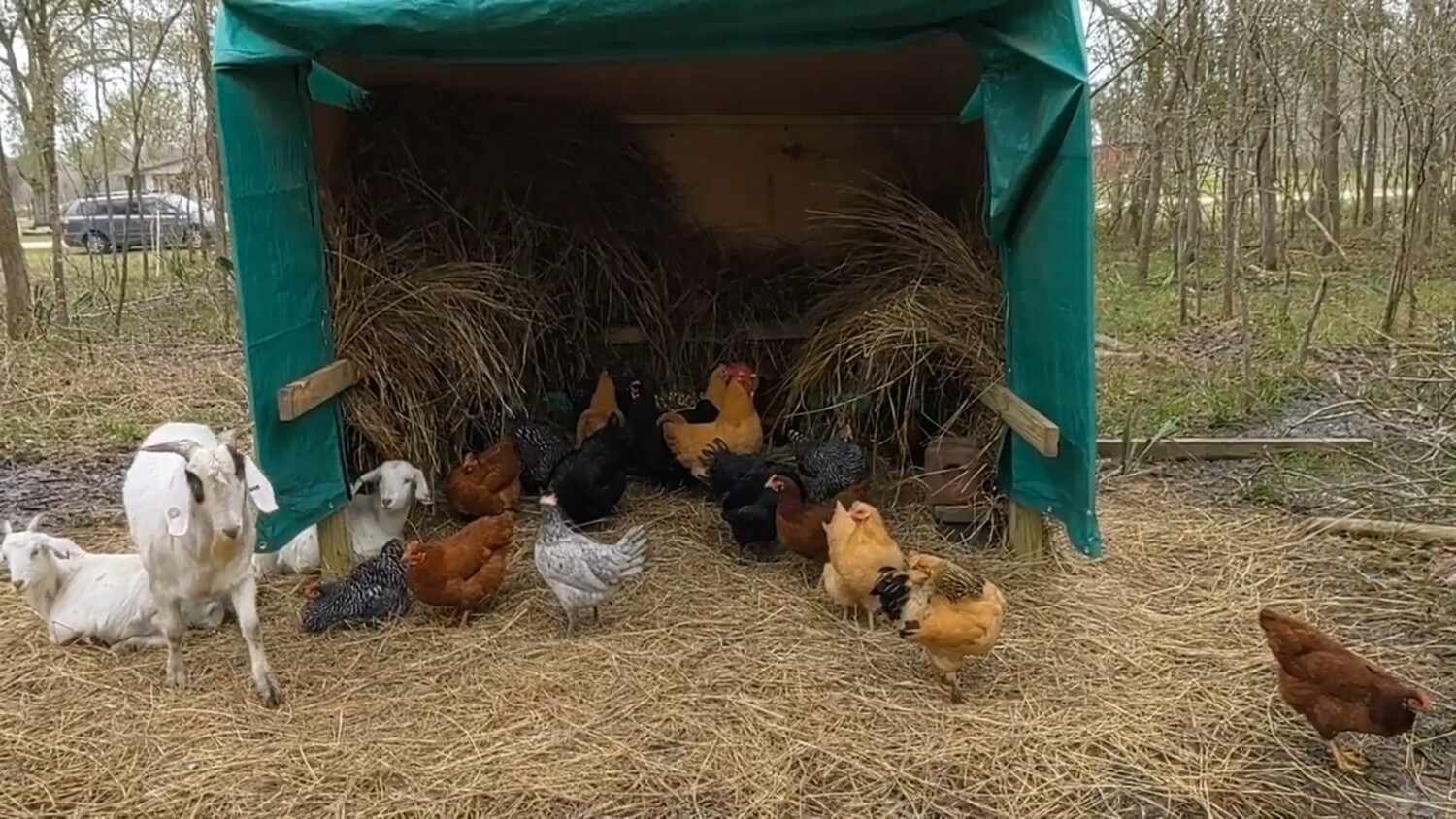 Laying hens