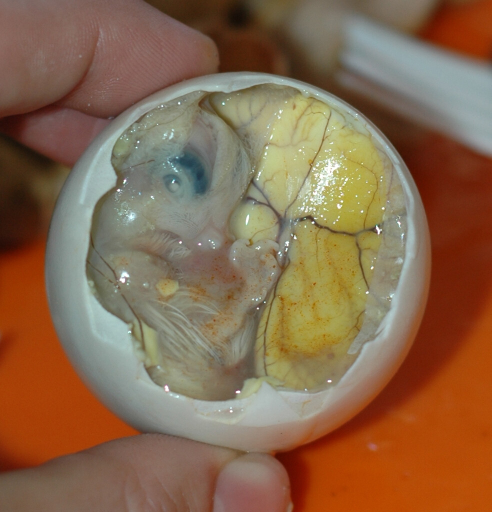 Chicken Balut