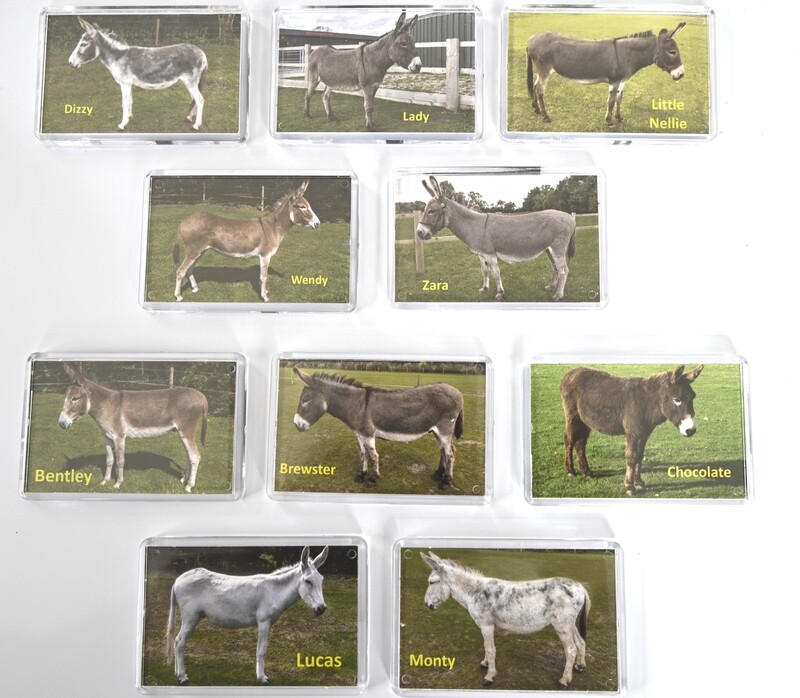 FRIDGE MAGNET  - PHOTO (Adoption donkeys)