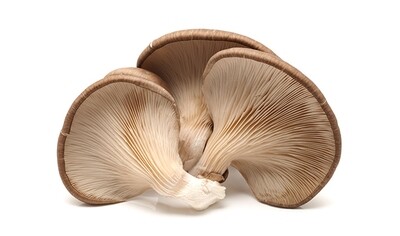 Oyster Mushroom فطر أويستر (Box) - Franje