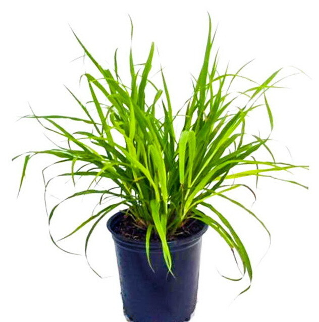 Lemon Grass شاي أخضر (Plant) - Nature by Marc Beyrouthy