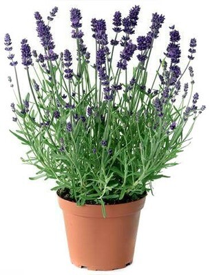 Lavender خزامى (Plant) - Nature by Marc Beyrouthy