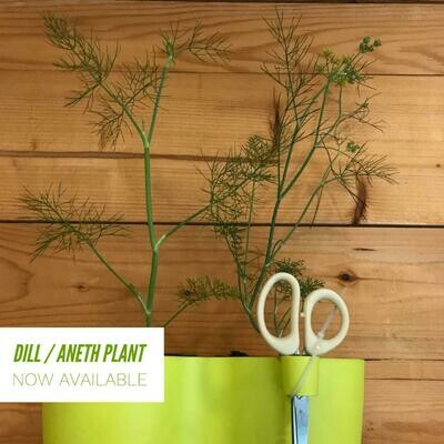 Dill شبط (Plant) - Nature by Marc Beyrouthy