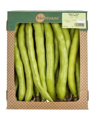 Beans Fava Organic فول عضوي (Box) - Biomass