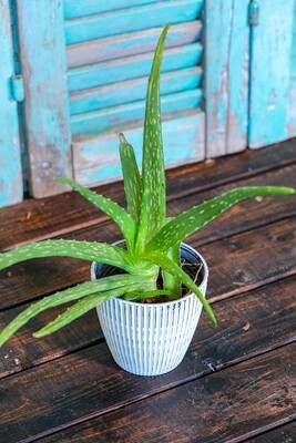 Aloe vera  (Plant) - Nature by Marc Beyrouthy