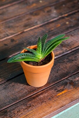 Gasteria (Plant) - Nature by Marc Beyrouthy