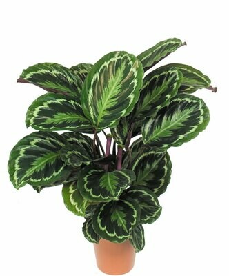 Calathea zebrina (Plant) - Nature by Marc Beyrouthy