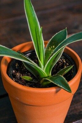 Agave (Plant) - Nature by Marc Beyrouthy Agave (Plant) - Nature by Marc Beyrouthy