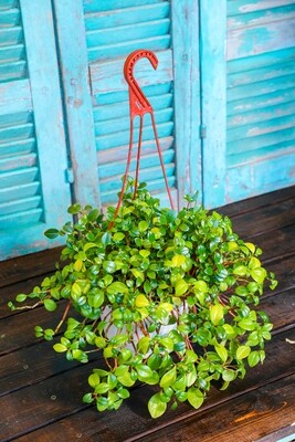 Peperomia Hang (Plant) - Nature by Marc Beyrouthy