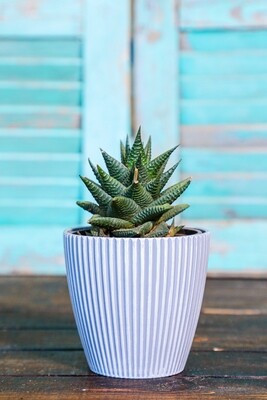 Haworthia limifolia (Plant) - Nature by Marc Beyrouthy