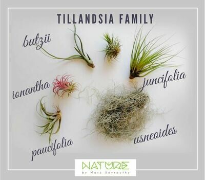 Tillandsia air plant (Plant) - Nature by Marc Beyrouthy