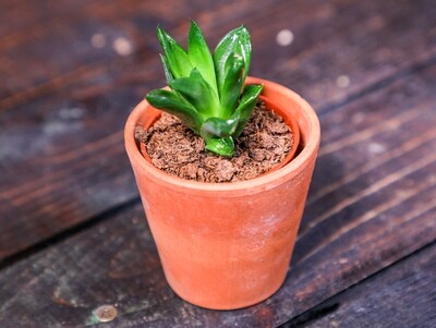Haworthia 'Green Rose' (Plant) - Nature by Marc Beyrouthy