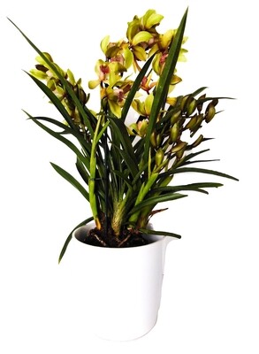 Cymbidium (Plant) - Nature by Marc Beyrouthy Cymbidium (Plant) - Nature by Marc Beyrouthy