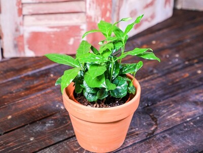 Coffea arabica/Coffee (Plant) - Nature by Marc Beyrouthy Coffea arabica/Coffee (Plant) - Nature by Marc Beyrouthy