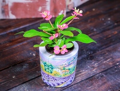 Euphorbia milli For Spring (Piece) - Coup de Glue