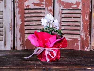 Cyclamen Wrapped (Plant) - Nature by Marc Beyrouthy