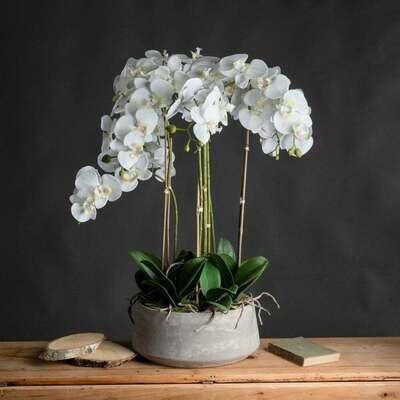 Phalaenopsis orchid Triple (Plant) - Nature by Marc Beyrouthy