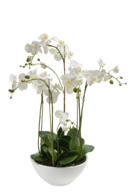 Phalaenopsis orchid Double (Plant) - Nature by Marc Beyrouthy
