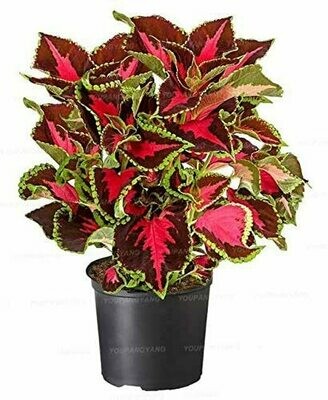 Coleus (Plant) - Nature by Marc Beyrouthy Coleus (Plant) - Nature by Marc Beyrouthy