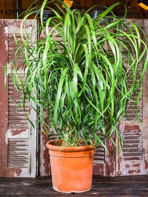 Beaucarnea Recurvata (Plant) - Nature by Marc Beyrouthy