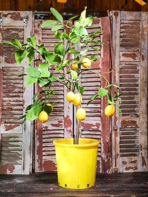 Citrus X limon 'lunario' (Plant) - Nature by Marc Beyrouthy