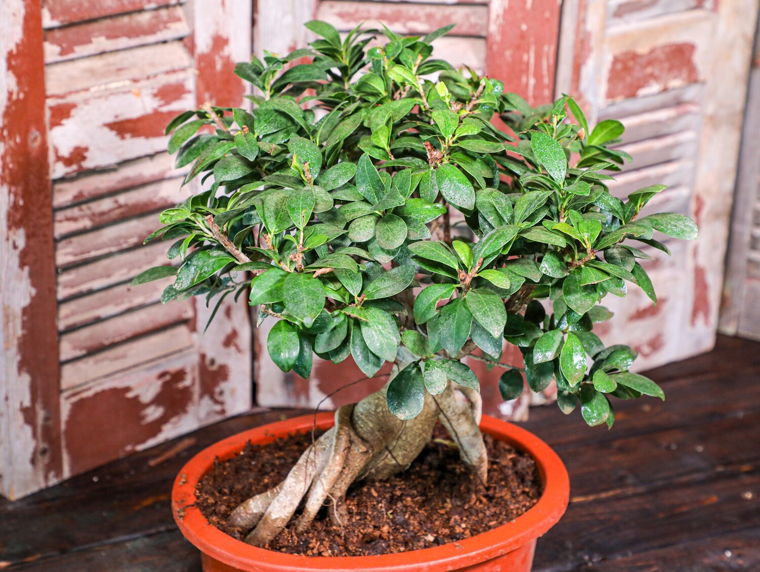 Bonsai ficus (Plant) - Nature by Marc Beyrouthy