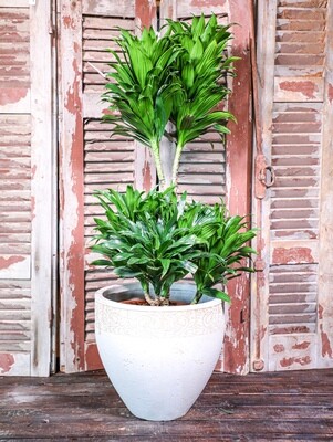 Dracaena compacta (Plant) - Nature by Marc Beyrouthy