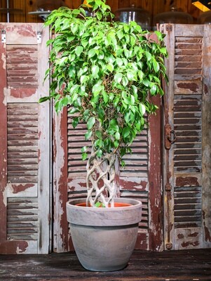 Ficus benjamina braided Stem (Plant) - Nature by Marc Beyrouthy