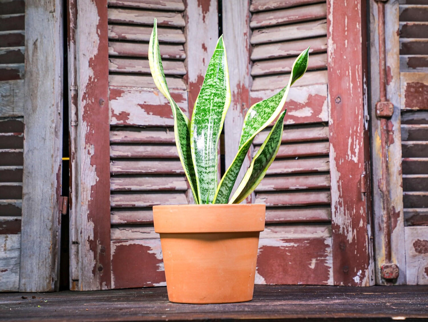 Sansevieria Trifasciata (Plant) - Nature by Marc Beyrouthy